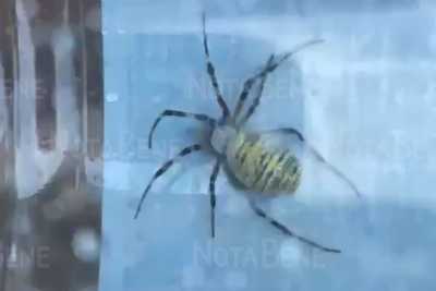 Восемь лап и жёлтое брюхо: в Абакане поймали подозрительного паука