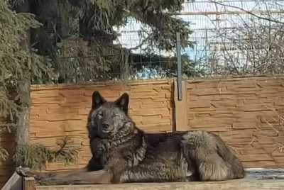 Канадские волки радуются весне в Абакане