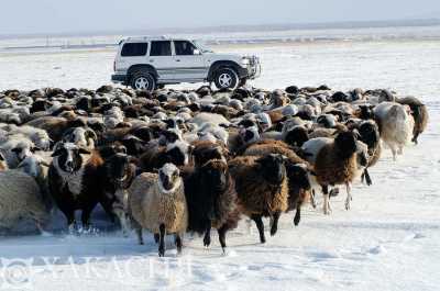 Коровы и овцы погибли под колёсами локомотива в Хакасии