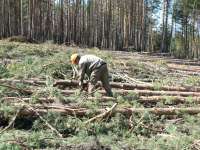 В Хакасии   продают лесосеки для заготовки древесины