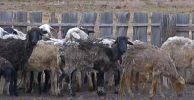 Овцеводы Хакасии ищут рынки сбыта шерсти