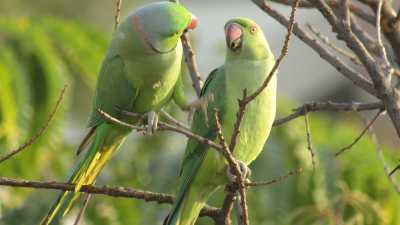 Индийские попугаи бьются за кедровые орешки