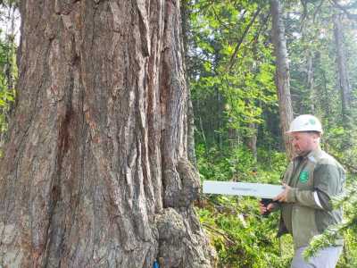 Жители Хакасии могут выбрать главное дерево страны