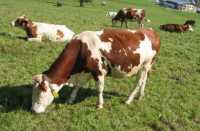 В Хакасии коровы принесут владельцам больше денег