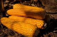 Стоит ли экономить на семенах кукурузы?