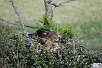 Редкий степной орёл решил свить гнездо в Хакасском заповеднике