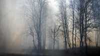 Площадь лесных пожаров в Красноярском крае превысила 746 тысяч гектаров