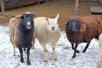 На лугу стоят овечки — шерсть закручена в колечки