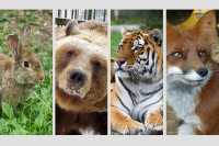Рассказываем о самых популярных животных абаканского зоопарка
