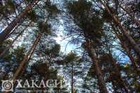 В лесах Хакасии отменён режим ЧС