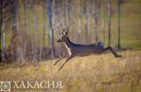 «Полет» косули в Хакасии понравился жюри конкурса «Самая красивая страна»