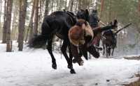 Ночных конных браконьеров с нелегальным оружием поймали в Хакасии
