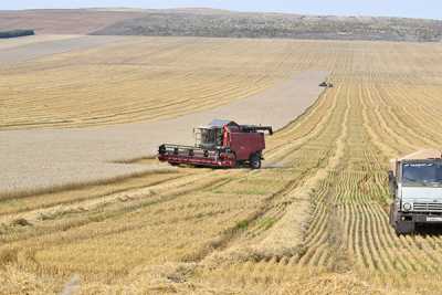 Специалисты отмечают, что несмотря на дождливую осень, средняя урожайность зерновых в этом году выше: в 2019 году на конец октября было 20,4 центнера с гектара, в этом — на три центнера больше. 