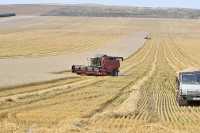Специалисты отмечают, что несмотря на дождливую осень, средняя урожайность зерновых в этом году выше: в 2019 году на конец октября было 20,4 центнера с гектара, в этом — на три центнера больше. 