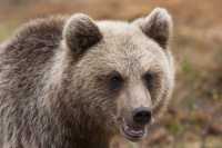 Встретить медведя и не умереть: советы МЧС Хакасии