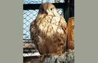 Заворожила: в столице Хакасии засняли грациозную птичку