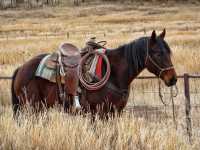 У жителя Хакасии с поля украли седло с конем