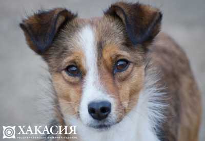 Жители Хакасии могут помочь приюту для животных