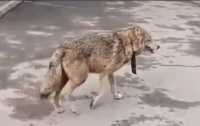 Для найденной в центре Красноярска волчицы ищут зоопарк