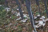 Многометровые «дорожки» из съедобных грибов растут рядом с Хакасией