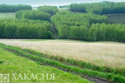 Собственника участка в Хакасии оштрафовали за сорняк
