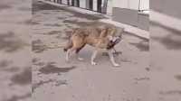 Волчицу в ошейнике поймали в центре Красноярска