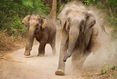 Дикий слон отказался фотографироваться и погнался за туристами в Индии