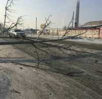 В Черногорске энергетики спилили дерево на проезжающую мимо иномарку
