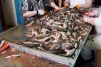 Рыба на грязном полу: неэкологичный цех по переработке найден в Абакане