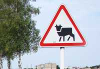 В Хакасии корова не уступила трассу иномарке