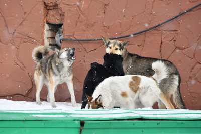 Проблема бездомных собак в Хакасии актуальна как никогда. Фото: 