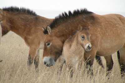 Для «краснокнижных» лошадей в заповеднике «Хакасский» строят центр реинтродукции
