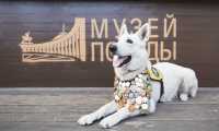 Жителей Хакасии приглашают принять участие в конкурсе на лучший портрет фронтовой собаки