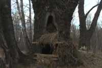 Это наша территория: в Абакане собаки начали жить на деревьях