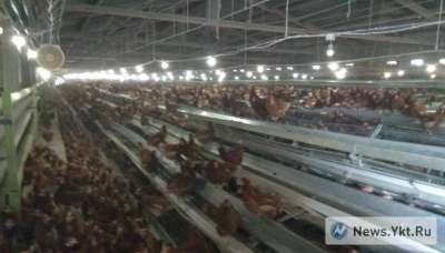 В Якутии на птицефабрике обрушились клетки с 45 тысячами кур