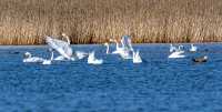 Лебеди, красные огари, утки-кряквы сняты в конце апреля прошлого года на озере Чёрное. Здесь перелётные птицы отдыхают, прежде чем продолжить свой путь на север. «Птичье» озеро расположено в Койбальской степи. 