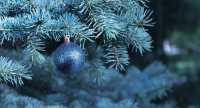 В Черногорске установят три новогодние ёлки