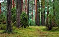 Планируются льготные займы лесопромышленникам Хакасии