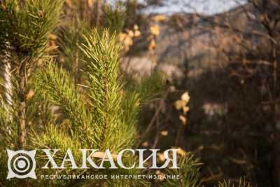 Новогодние ели под контролем: в Хакасии патрулируют леса