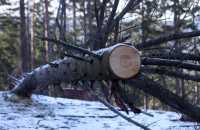 Сосны и лиственницы незаконно срубили в Хакасии