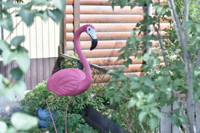 В Абакане замечен гигантский фламинго