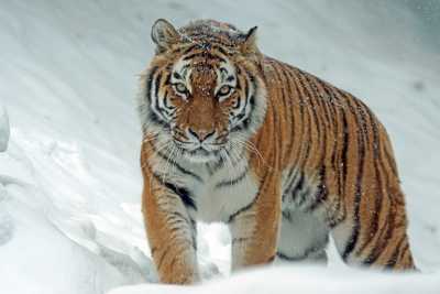 Спасена умирающая от голода и обморожения тигрица