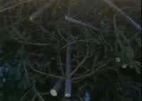 В Абакане обнаружена свалка из нераспроданных елок
