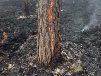 В Хакасии зарегистрирован первый грозовой пожар