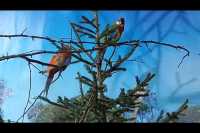 В Абаканском зоопарке для попугаев устроили Новый год