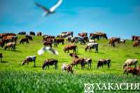 Размер выплат сельчанам за скот в Хакасии увеличится