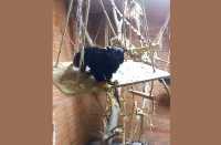 Черный мех и желтые лапы: тамарин развлекается в абаканском зоопарке