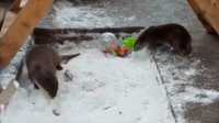 Видео с игривыми выдрами из Абаканского зоопарка поднимает настроение