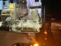 Животное погибло: в Хакасии автобус сбил коня