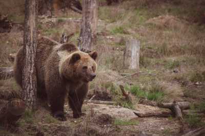 Туристов предупреждают о медведях в Ергаках